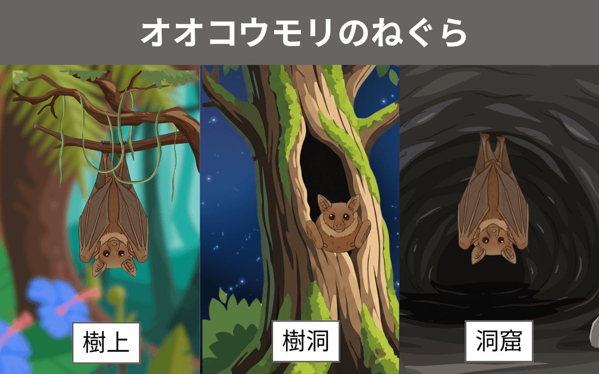 オオコウモリのねぐら