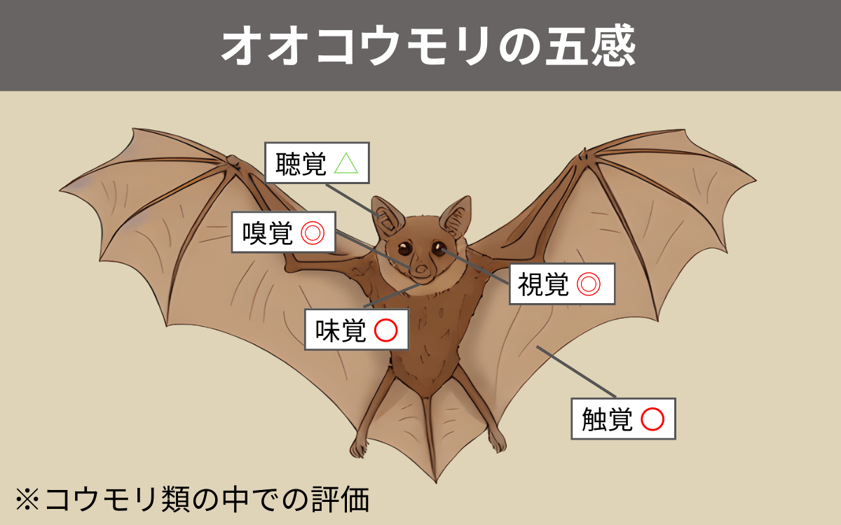 オオコウモリの五感