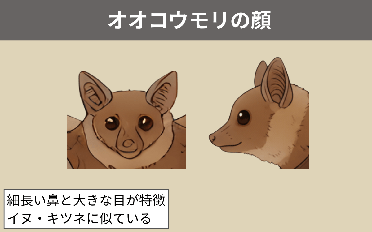 オオコウモリの顔