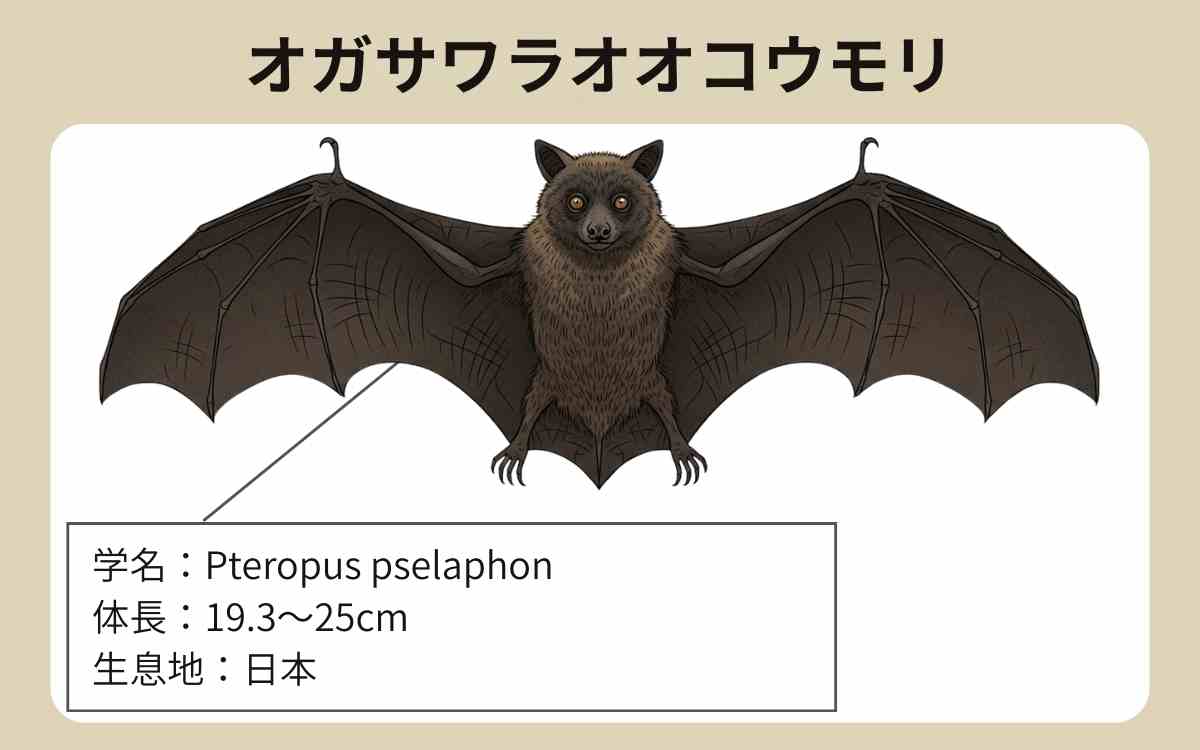 オガサワラオオコウモリとは