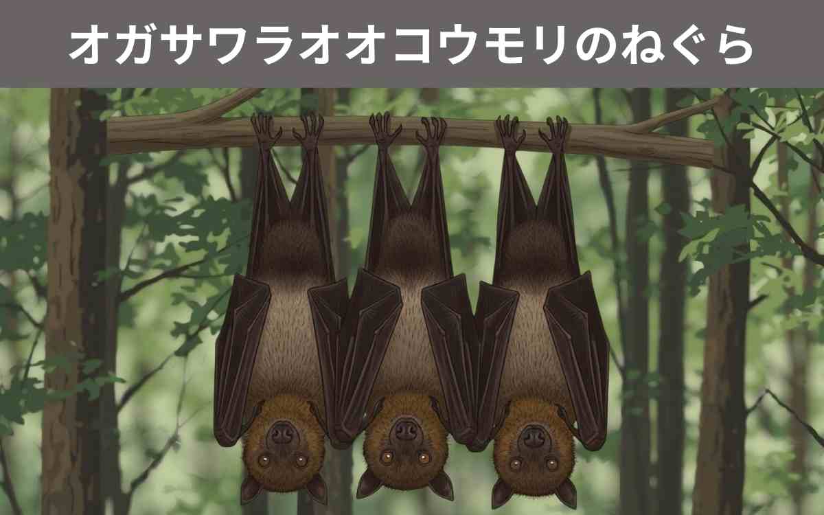 オガサワラオオコウモリのねぐら