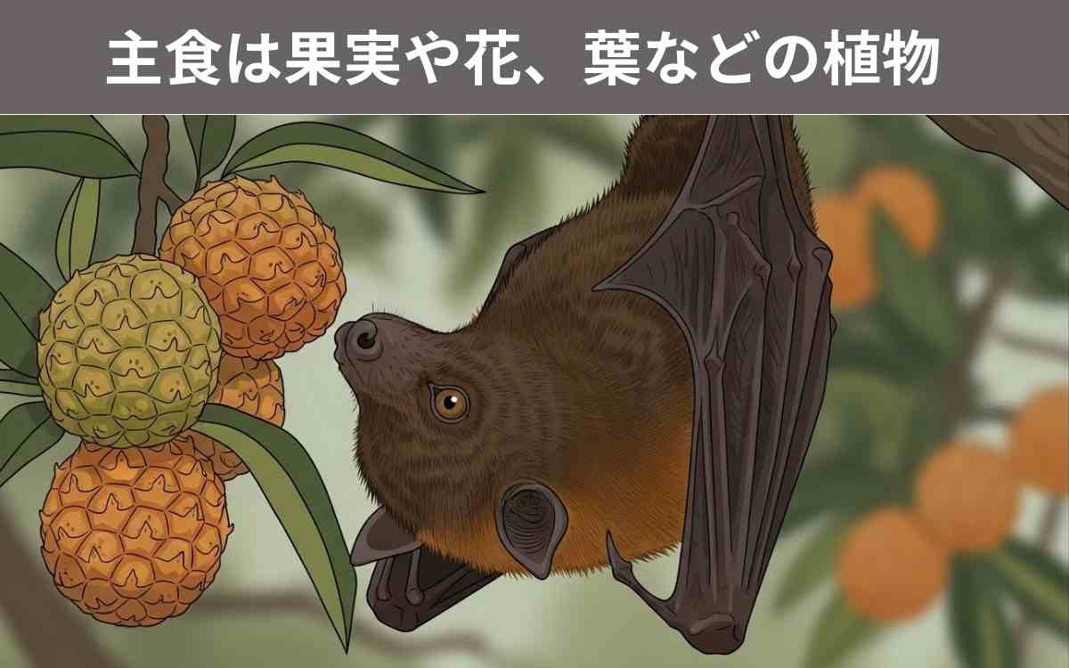 オガサワラオオコウモリの主食