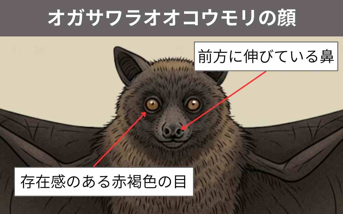オガサワラオオコウモリの顔