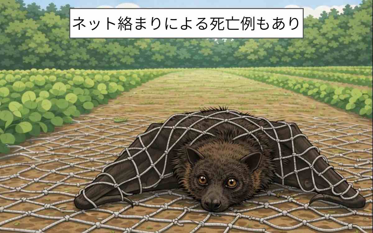 オガサワラオオコウモリ減少の原因③防鳥ネットの絡まり事故