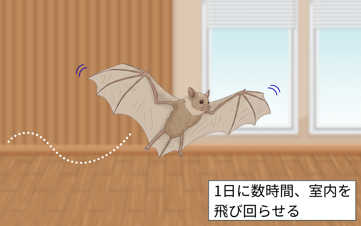コウモリに運動をさせる