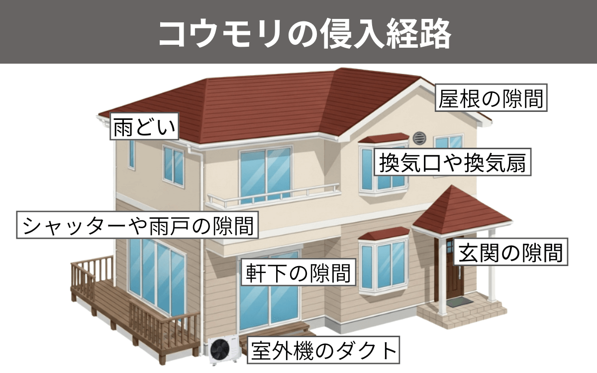 コウモリの侵入経路