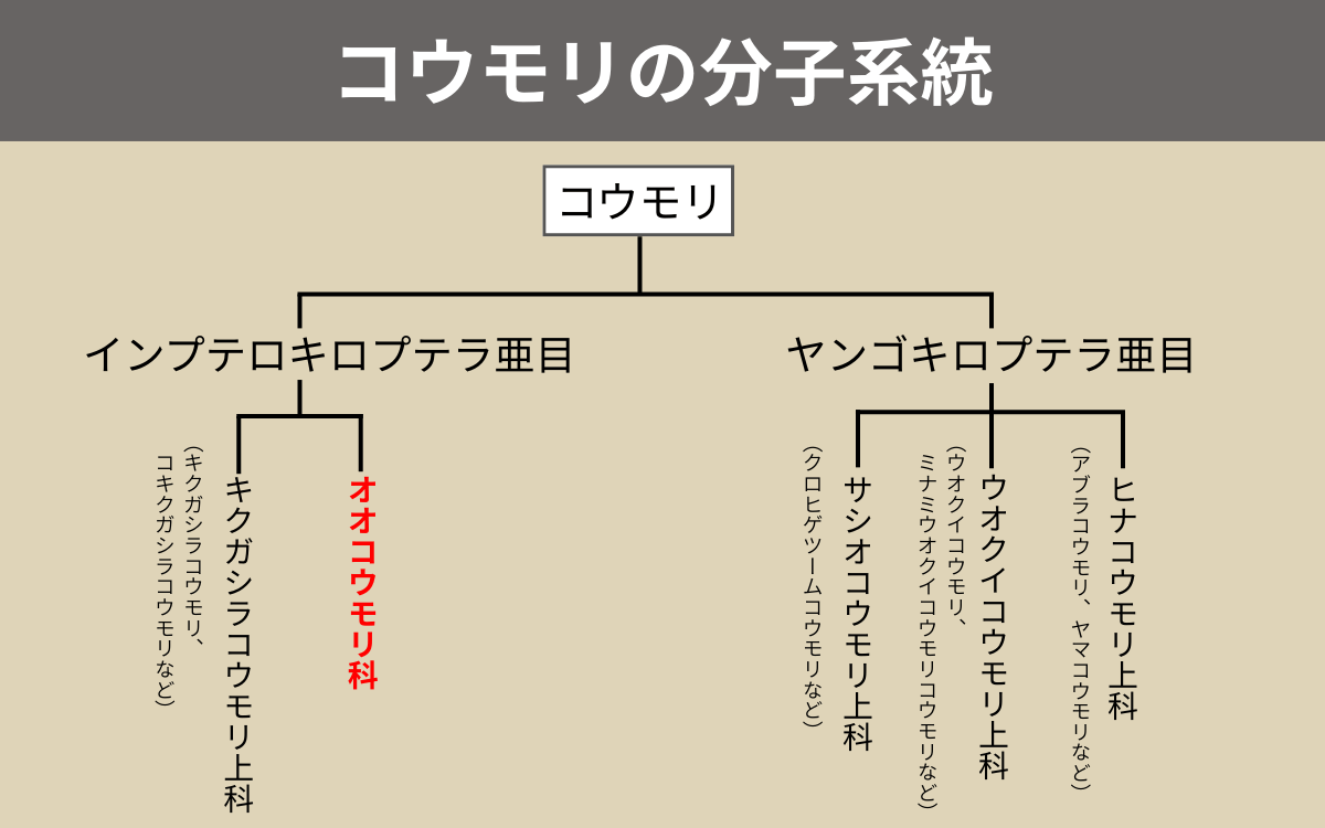 コウモリの分子系統