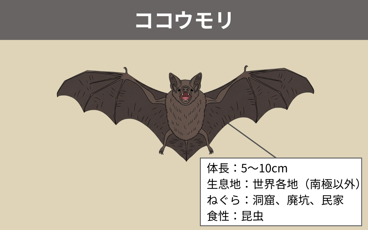ココウモリ
