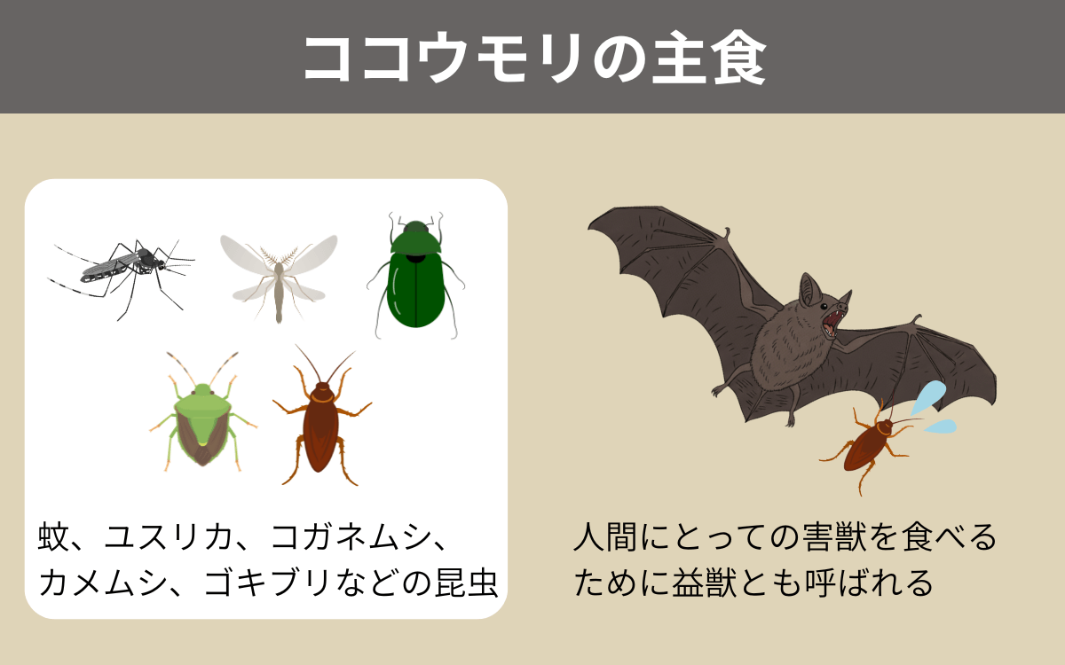 ココウモリの主食