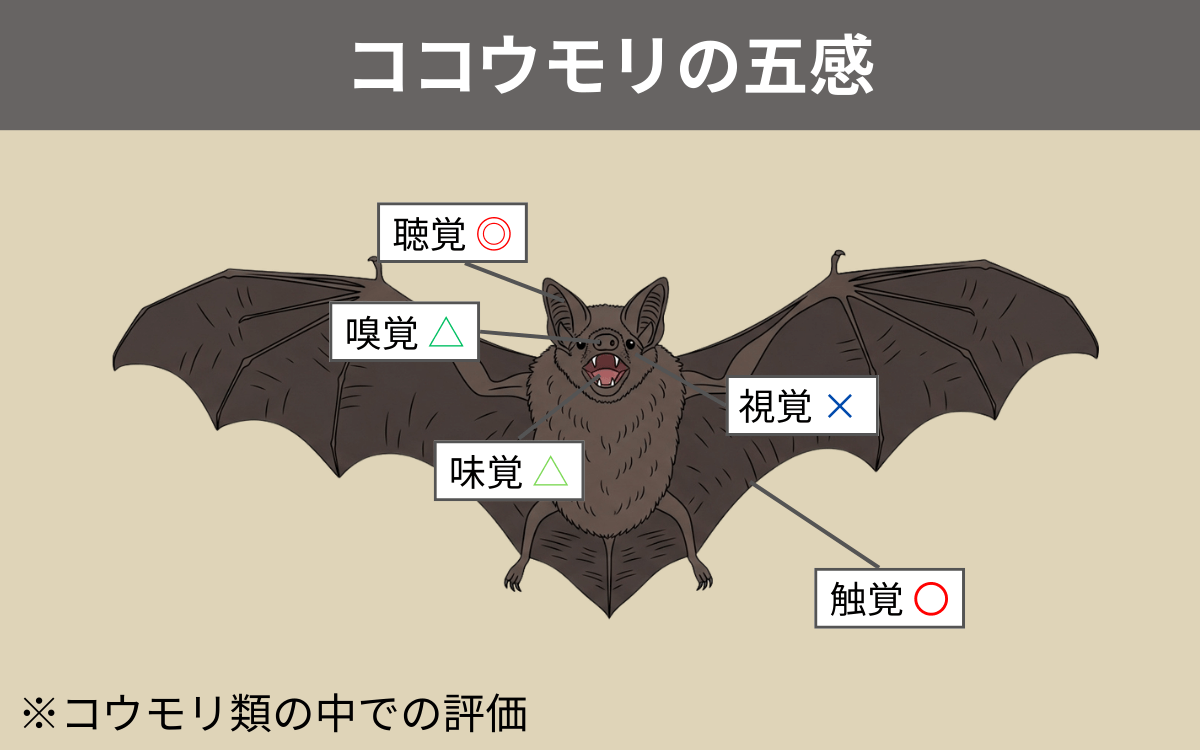 ココウモリの五感