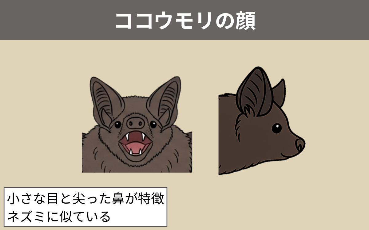 ココウモリの顔