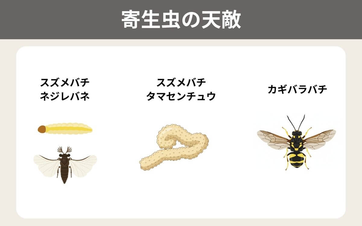スズメバチの体内に潜む寄生虫の天敵