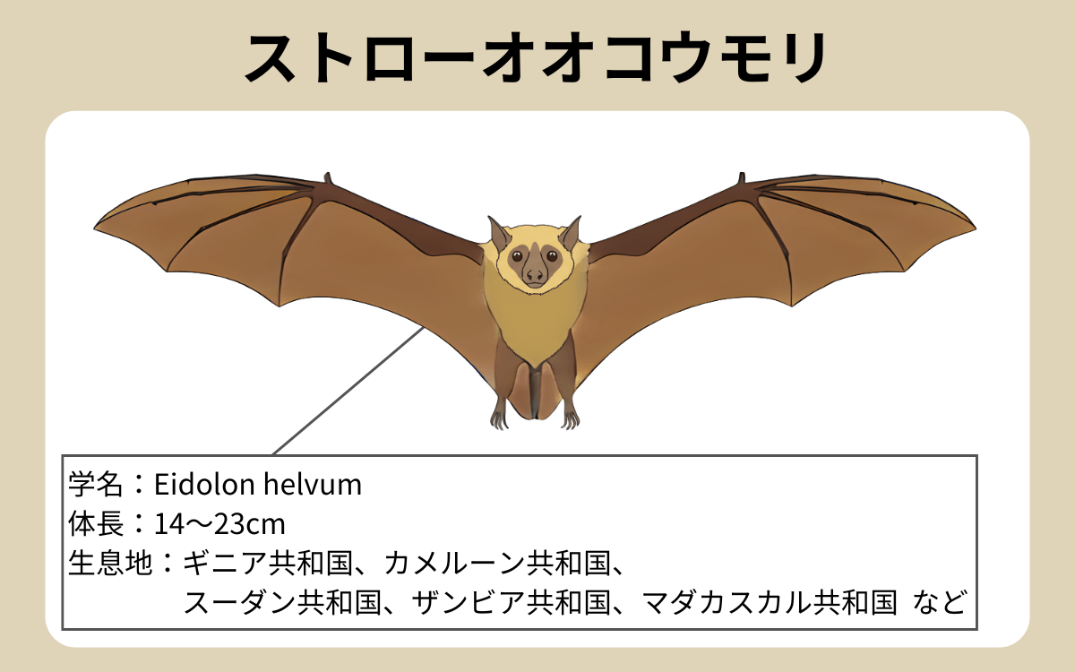 ストローオオコウモリ 1