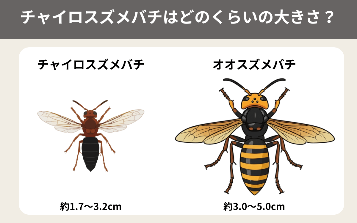 チャイロスズメバチはどのくらいの大きさ？