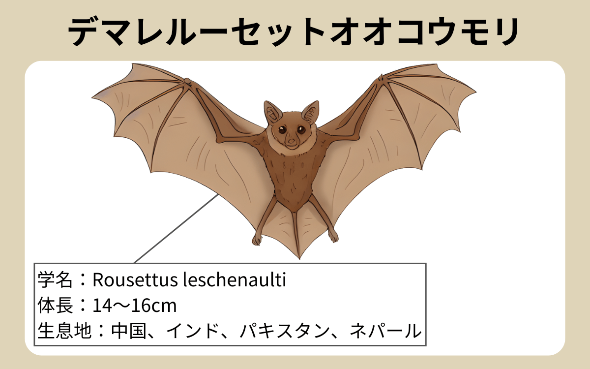 デマレルーセットオオコウモリ