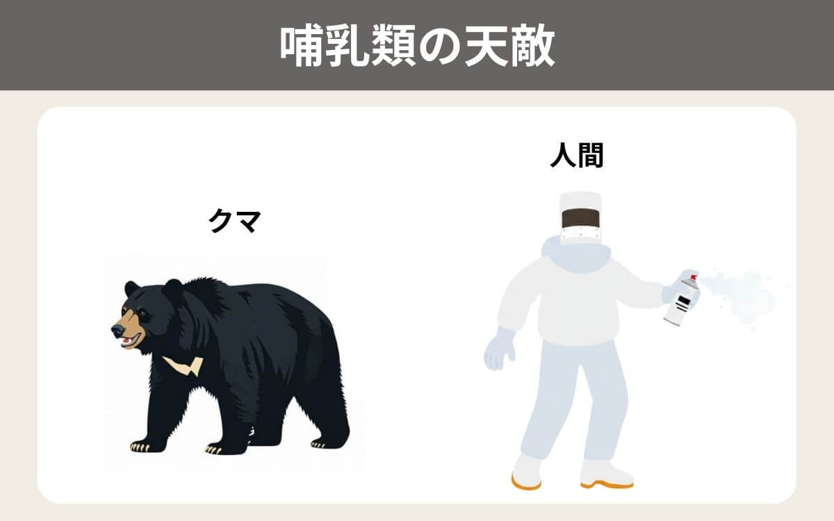 地上も安心できない！哺乳類もスズメバチの天敵に