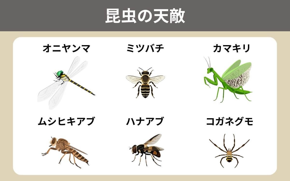 意外と多いスズメバチの昆虫の天敵