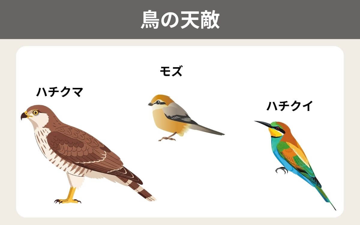 空からも狙われているスズメバチの鳥の天敵