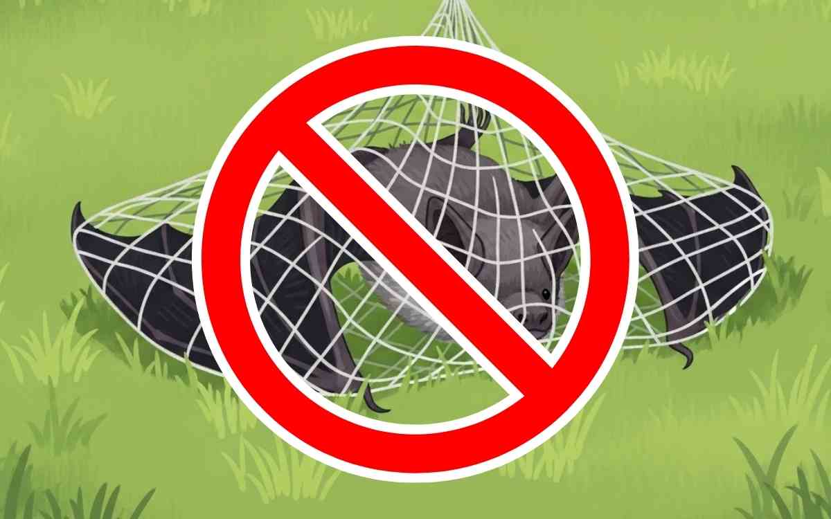 コウモリは捕まえてはいけない!捕獲がNGな理由