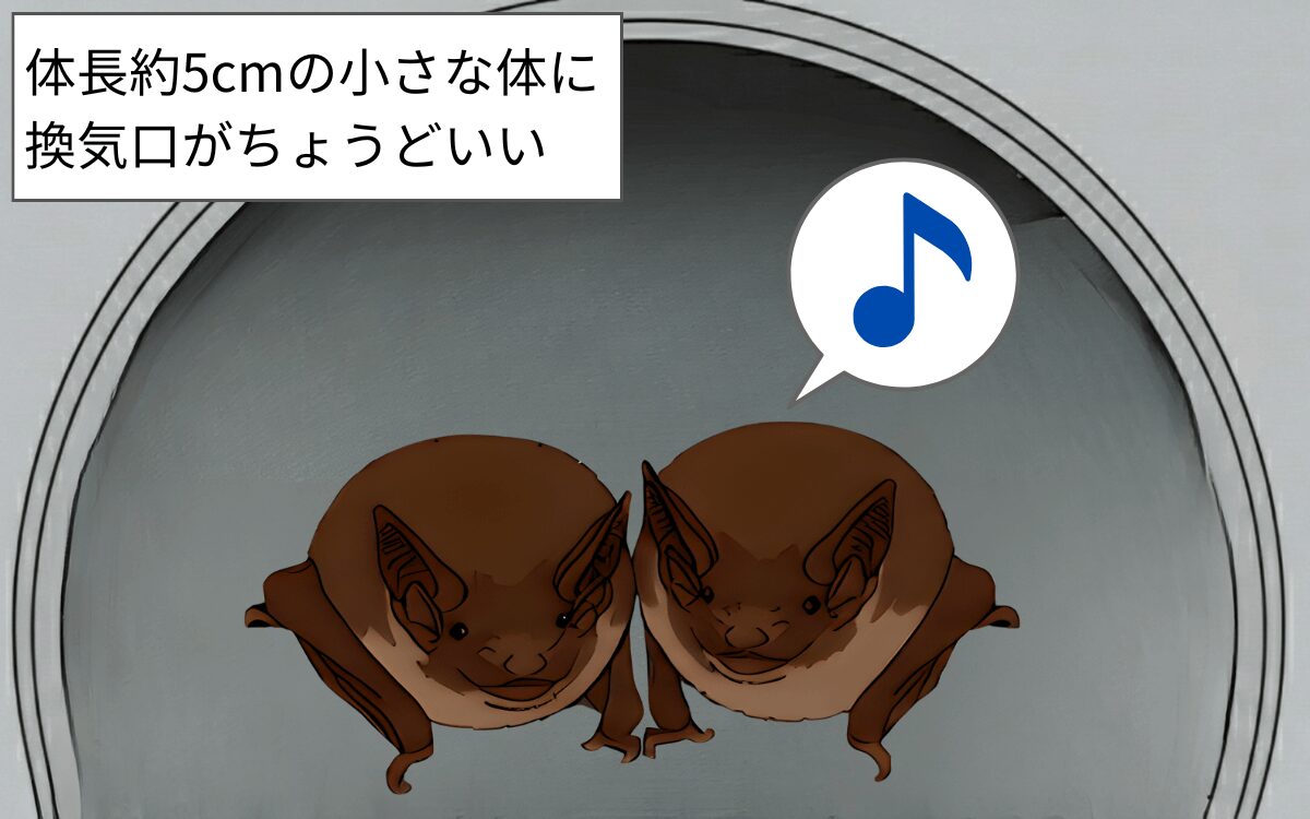 【換気口に入る理由④】アブラコウモリにとって程よいサイズ