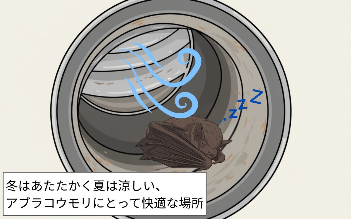 【換気口に入る理由⑤】暗くて室内の温度・湿度に近い