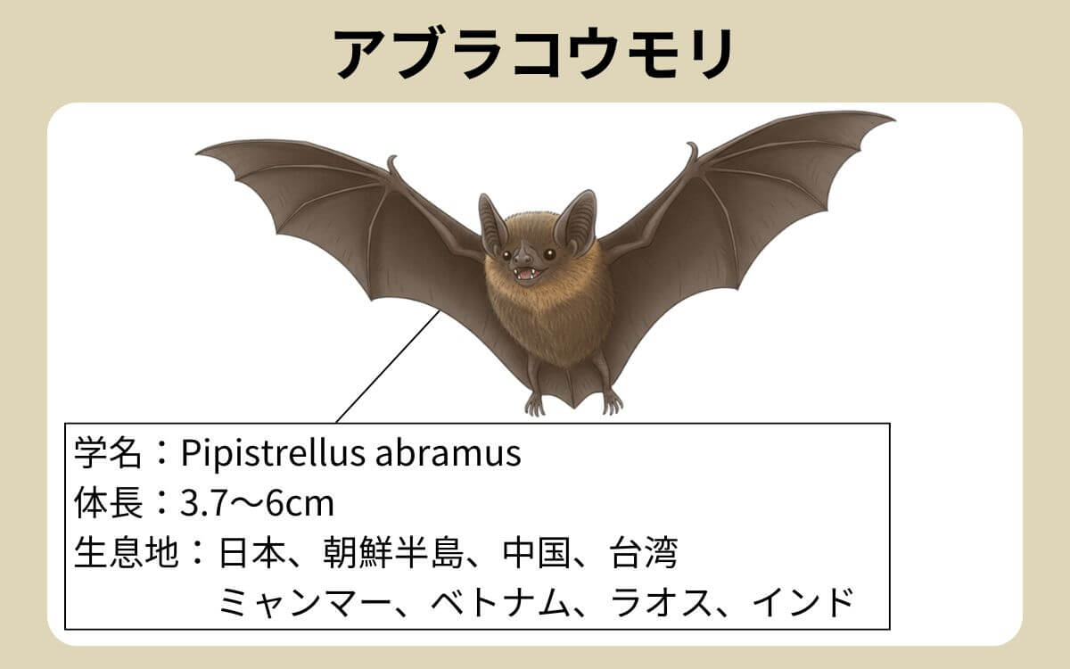 アブラコウモリとは