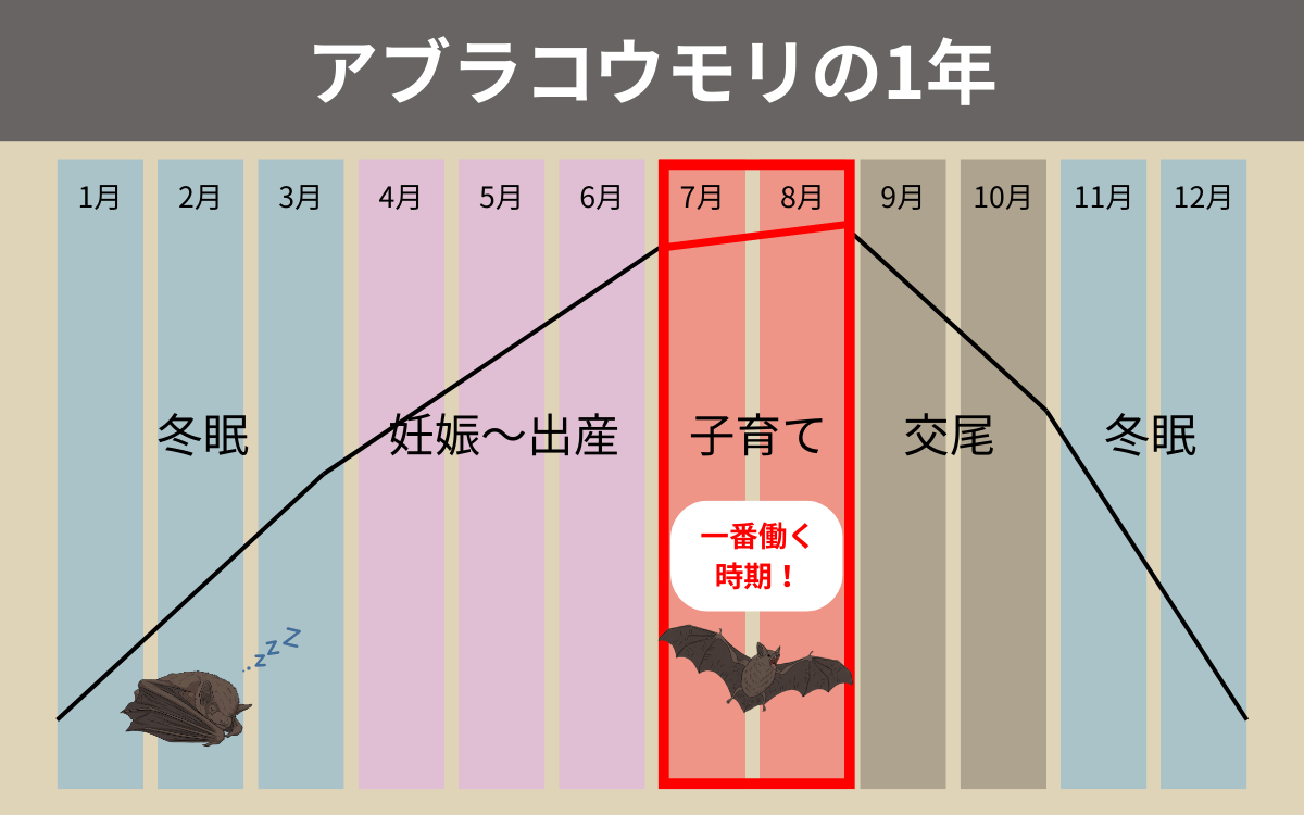 アブラコウモリの1年