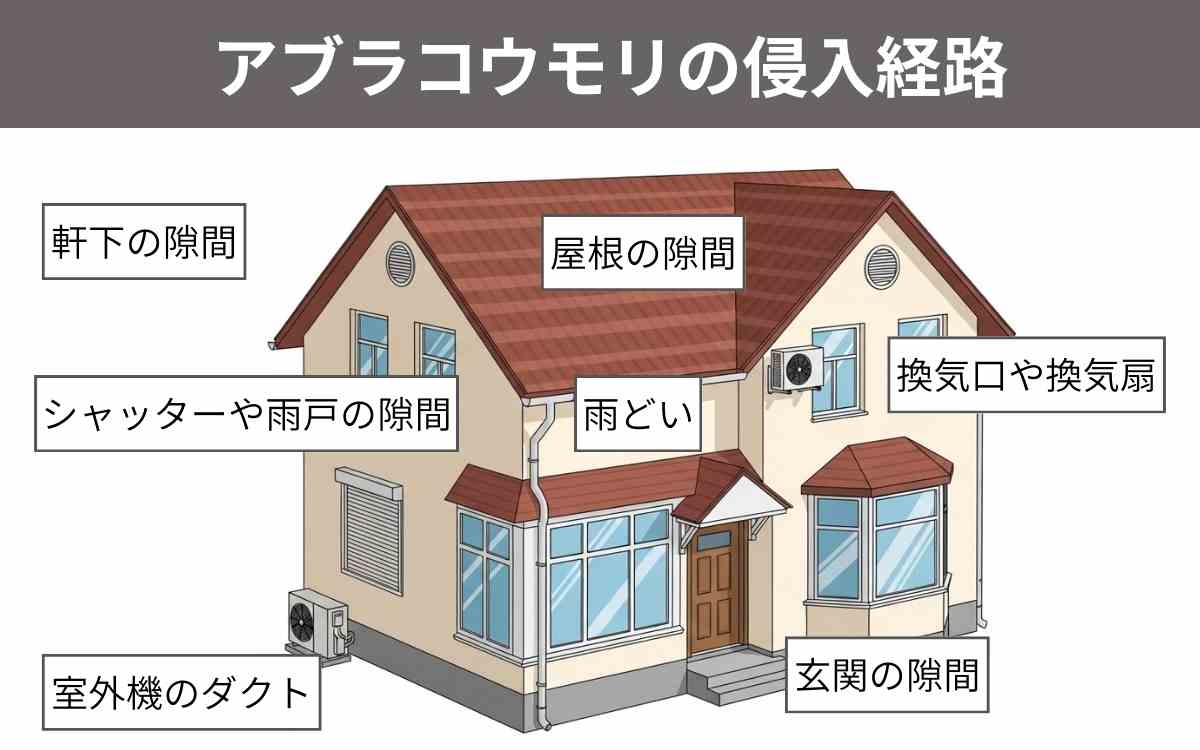 アブラコウモリの侵入経路 1