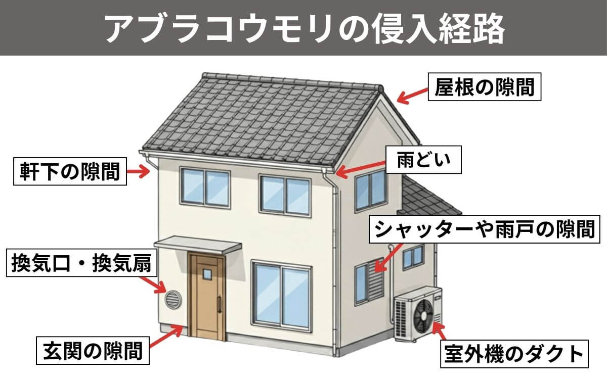 アブラコウモリの侵入経路