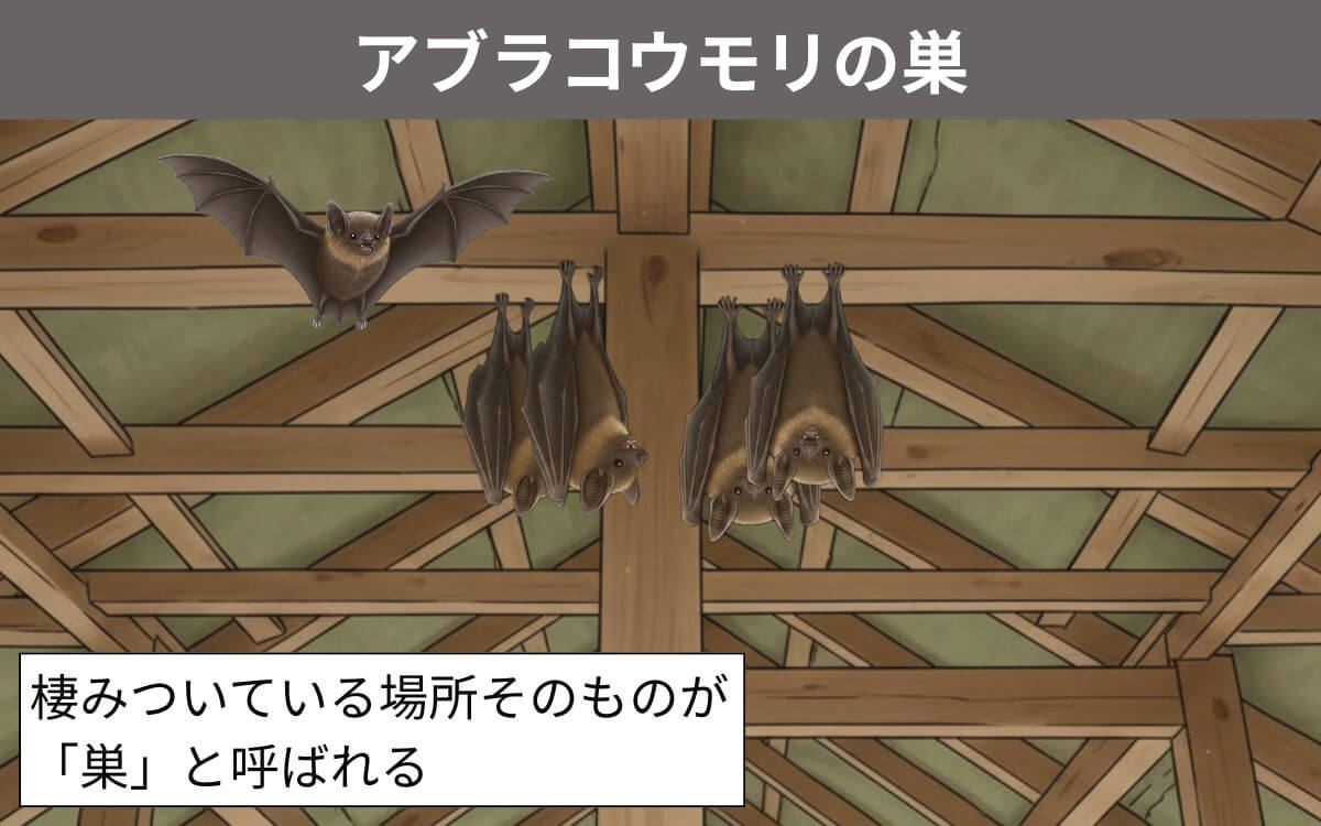 アブラコウモリの巣