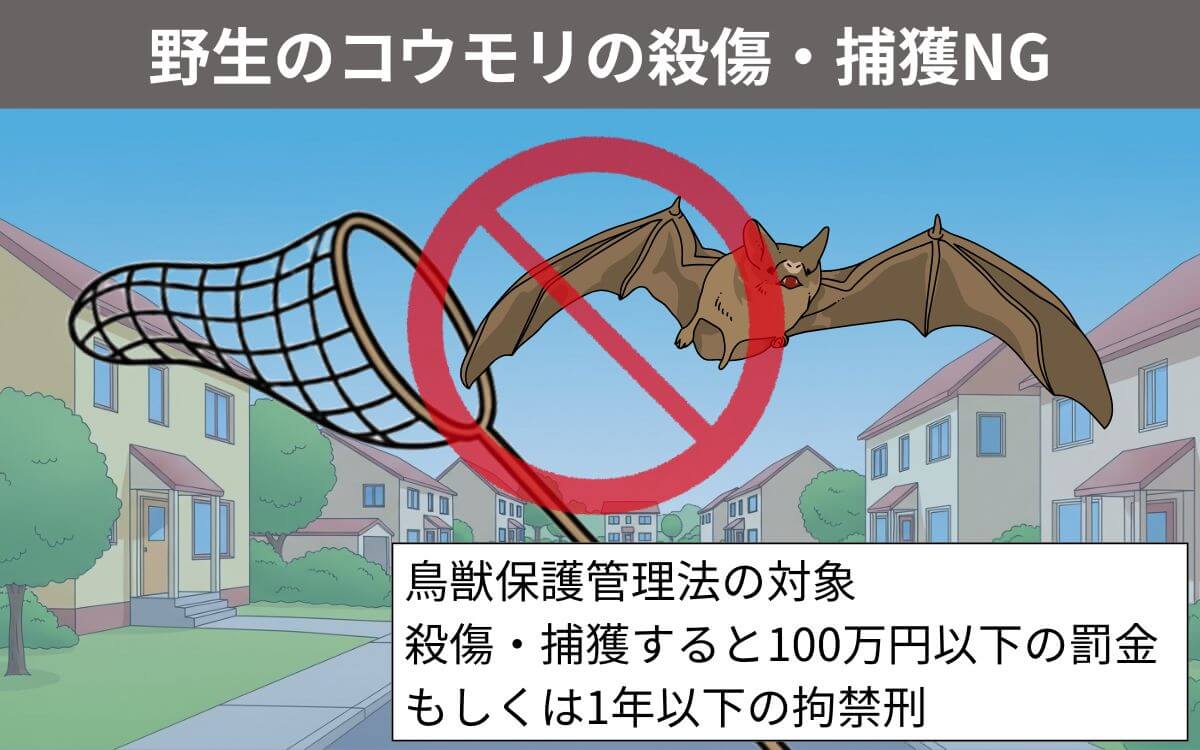 アブラコウモリの殺傷捕獲禁止