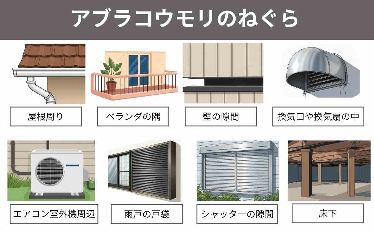 アブラコウモリは民家に棲みつく