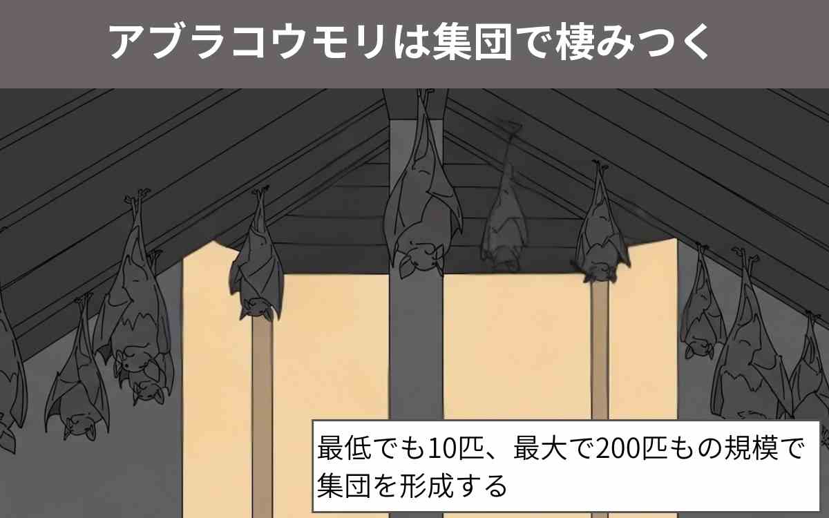アブラコウモリは集団で棲みつく