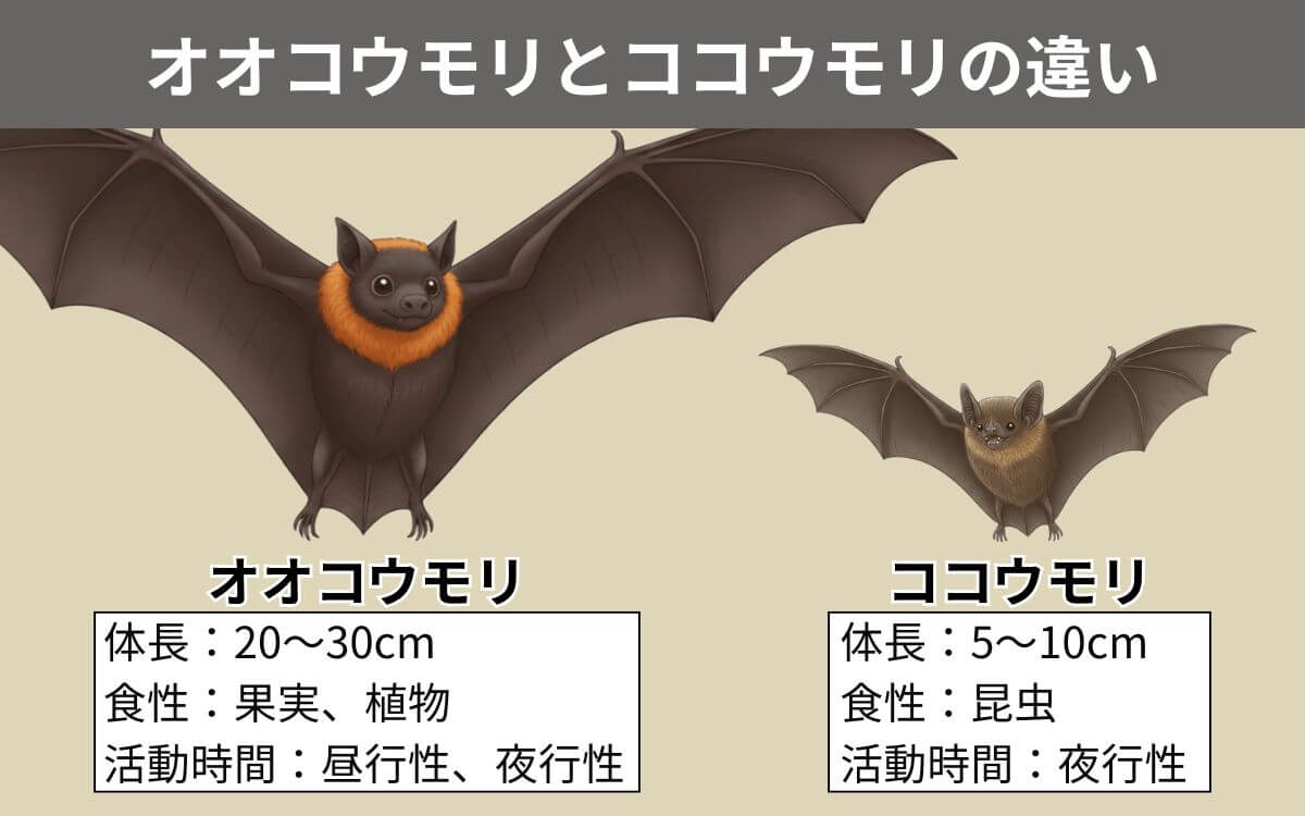オオコウモリとココウモリの違い