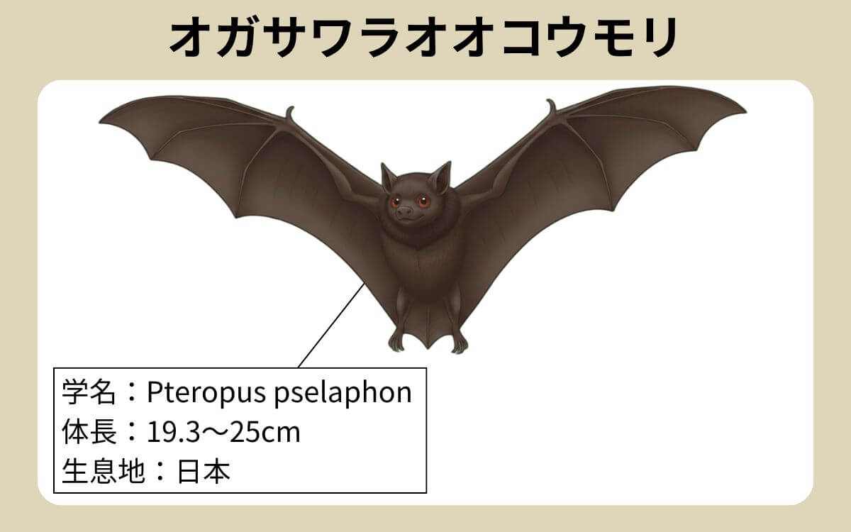 オガサワラオオコウモリとは