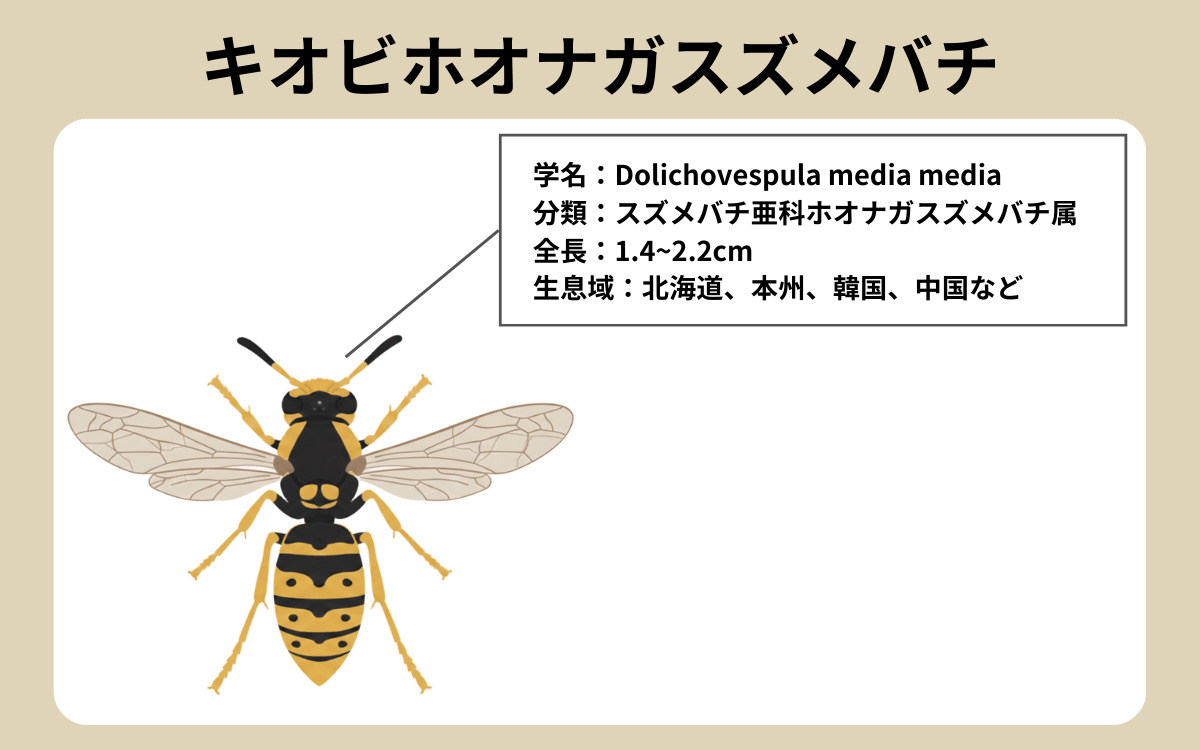 キオビホオナガスズメバチ