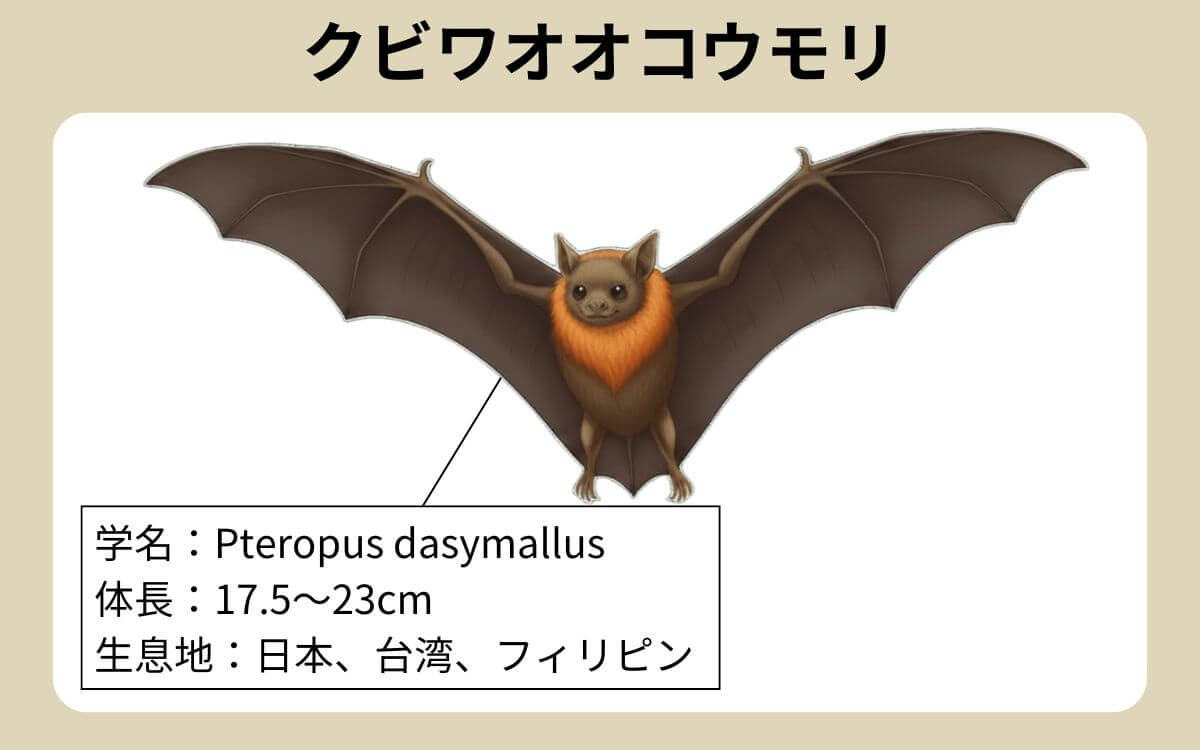 クビワオオコウモリとは