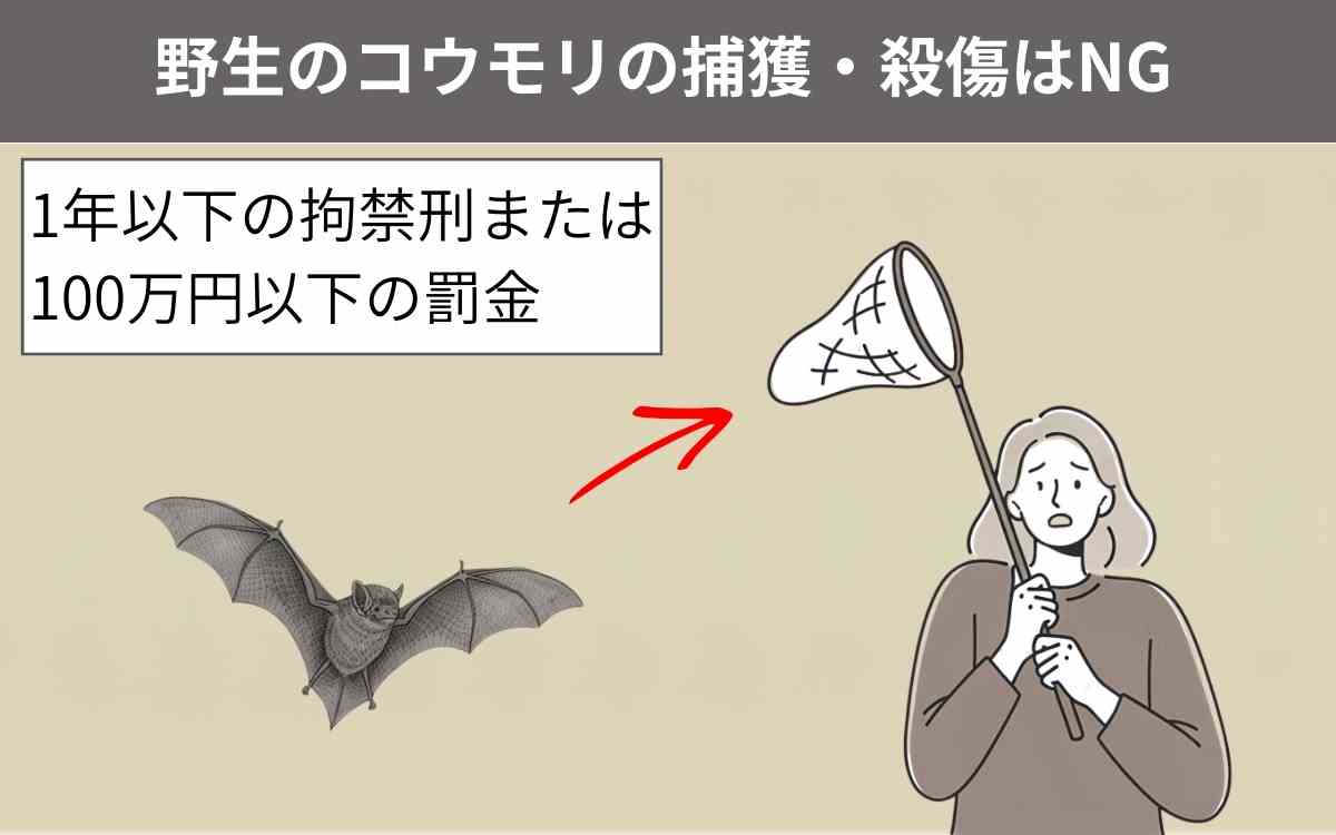 コウモリを捕まえるとどうなる？