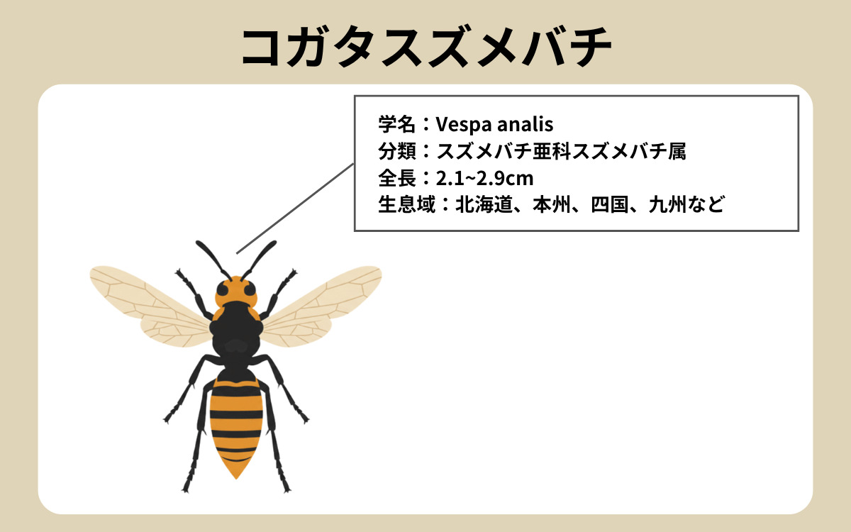 コガタスズメバチ