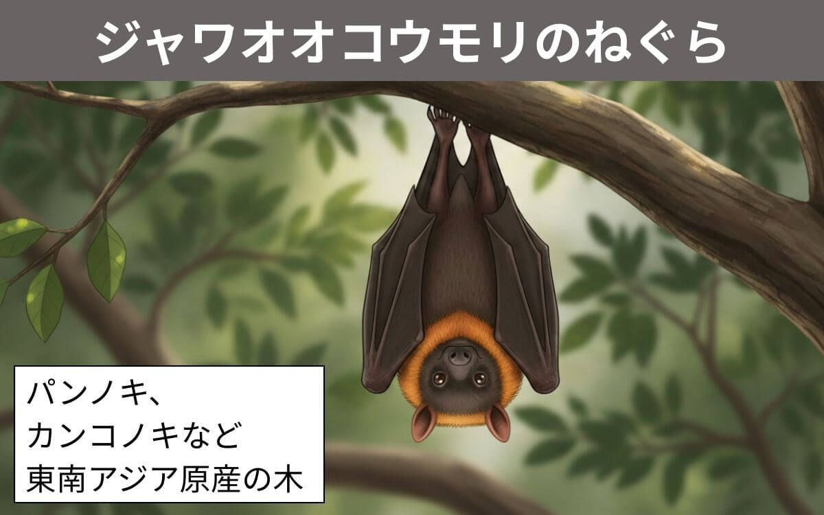 ジャワオオコウモリのねぐら