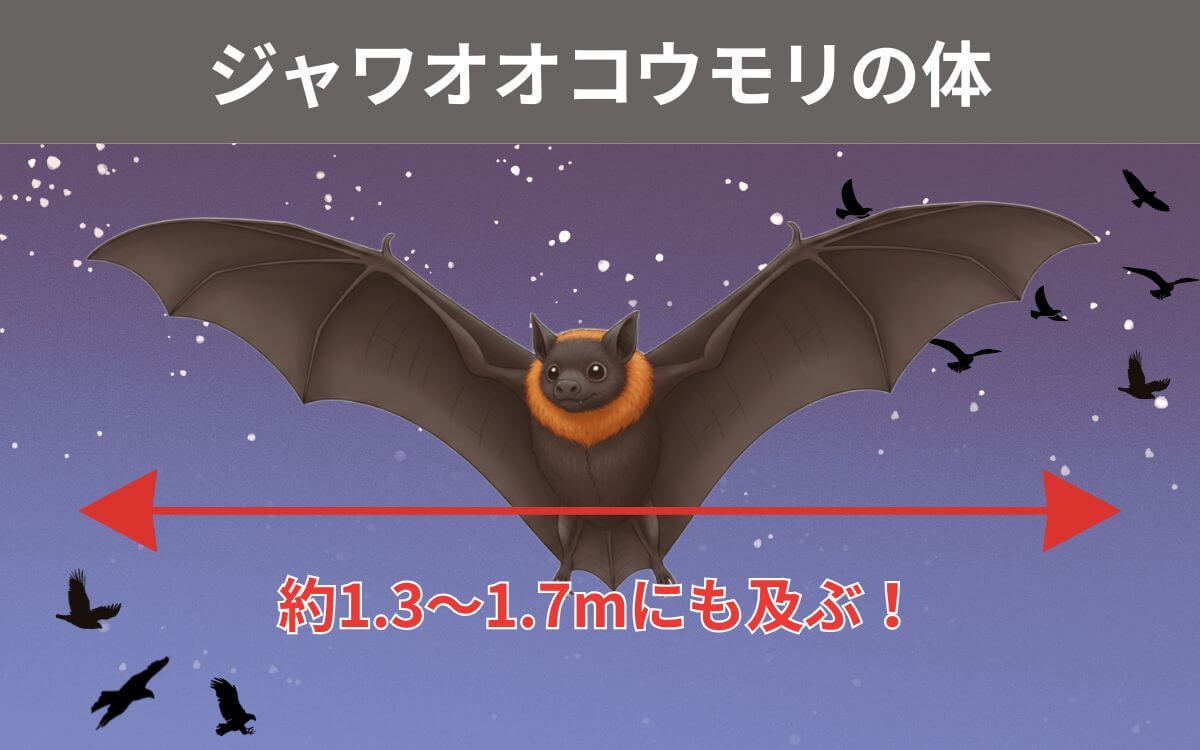 ジャワオオコウモリの体