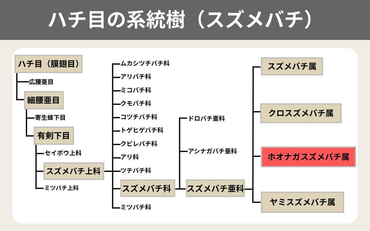 ハチ目の系統樹（スズメバチ） ホオナガスズメバチ属用