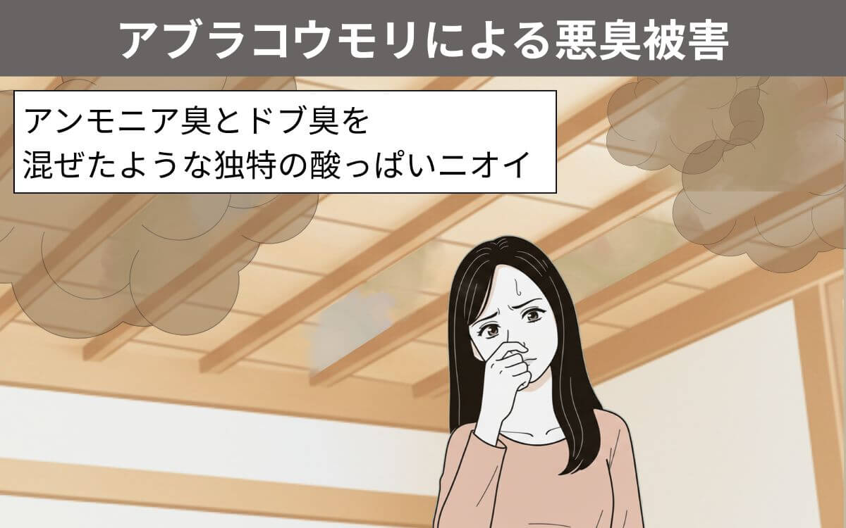 アブラコウモリによる悪臭被害