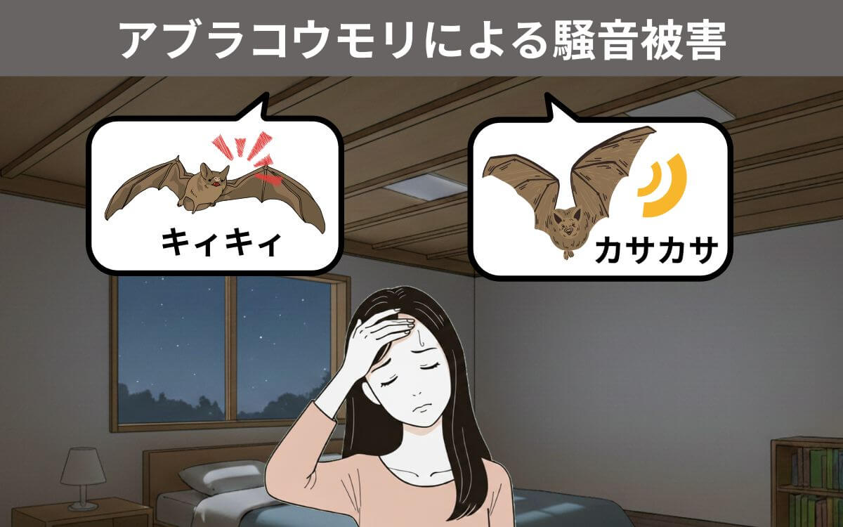 アブラコウモリによる騒音被害