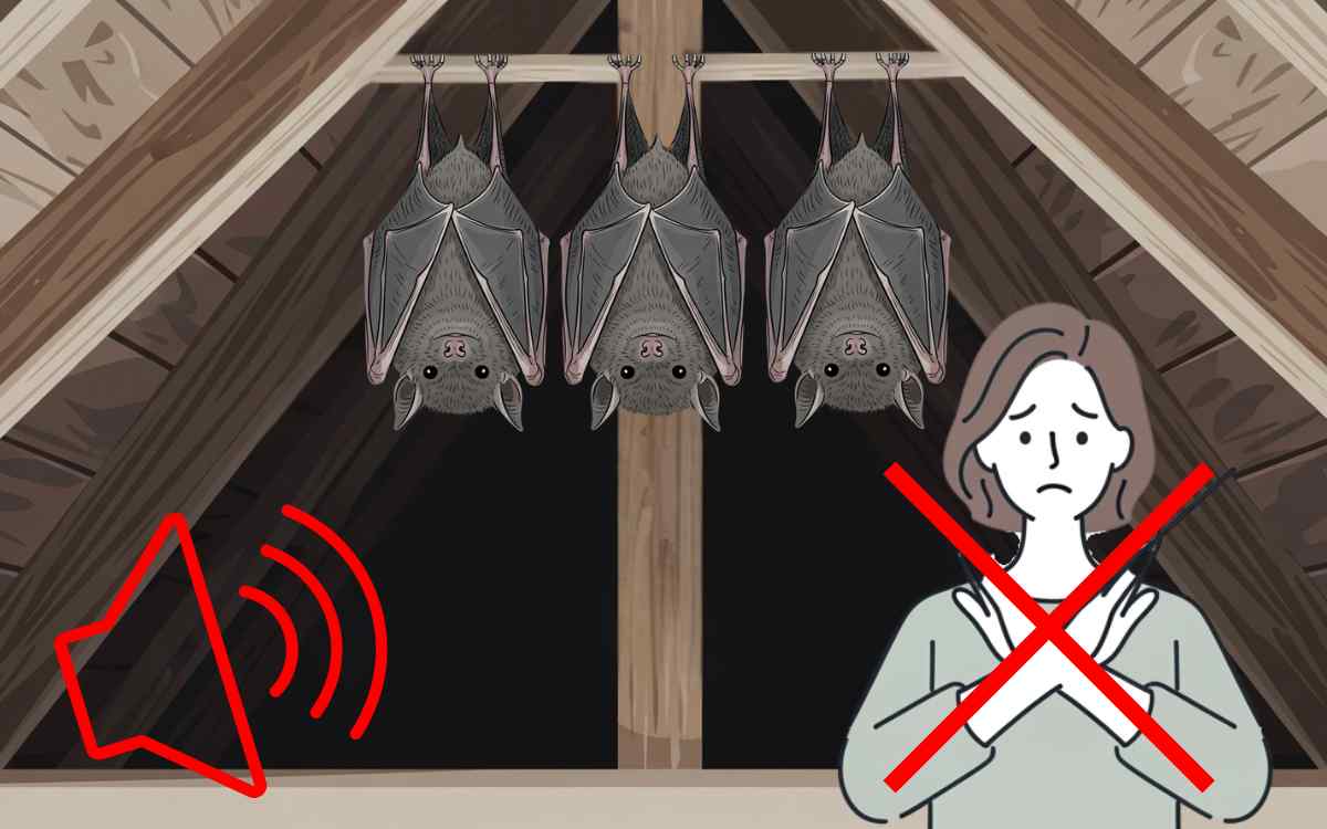 コウモリが棲みついている場合は音だけでは駆除できない!