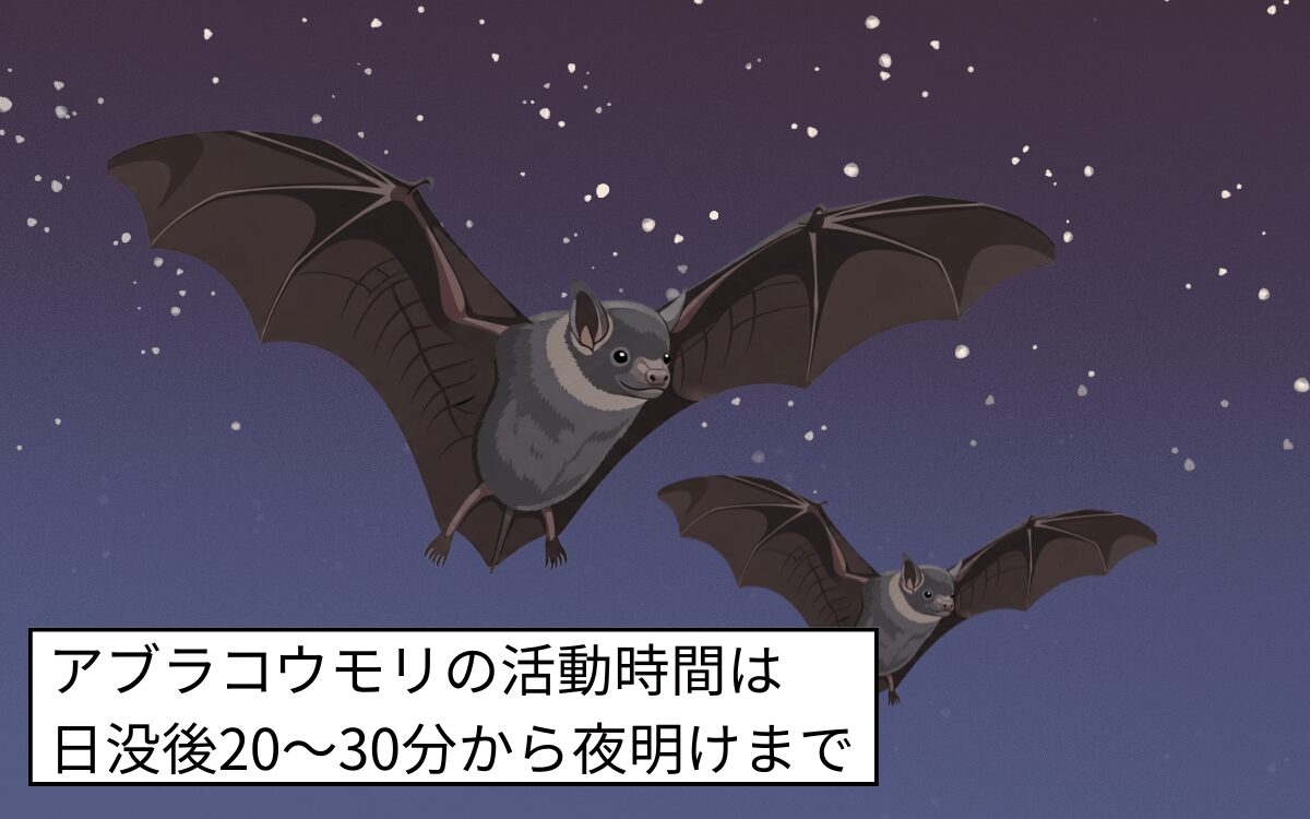 【夕方飛んでいる理由①】夜行性のため