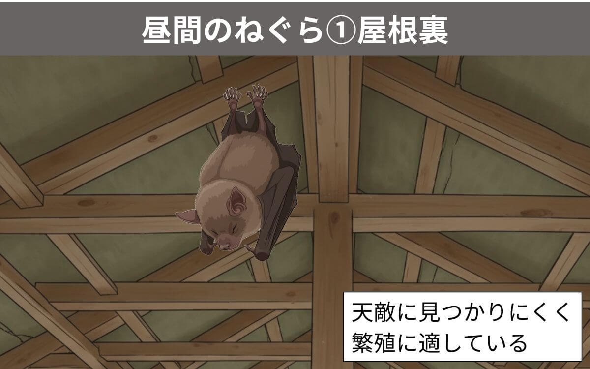 【昼間のねぐら①】屋根裏