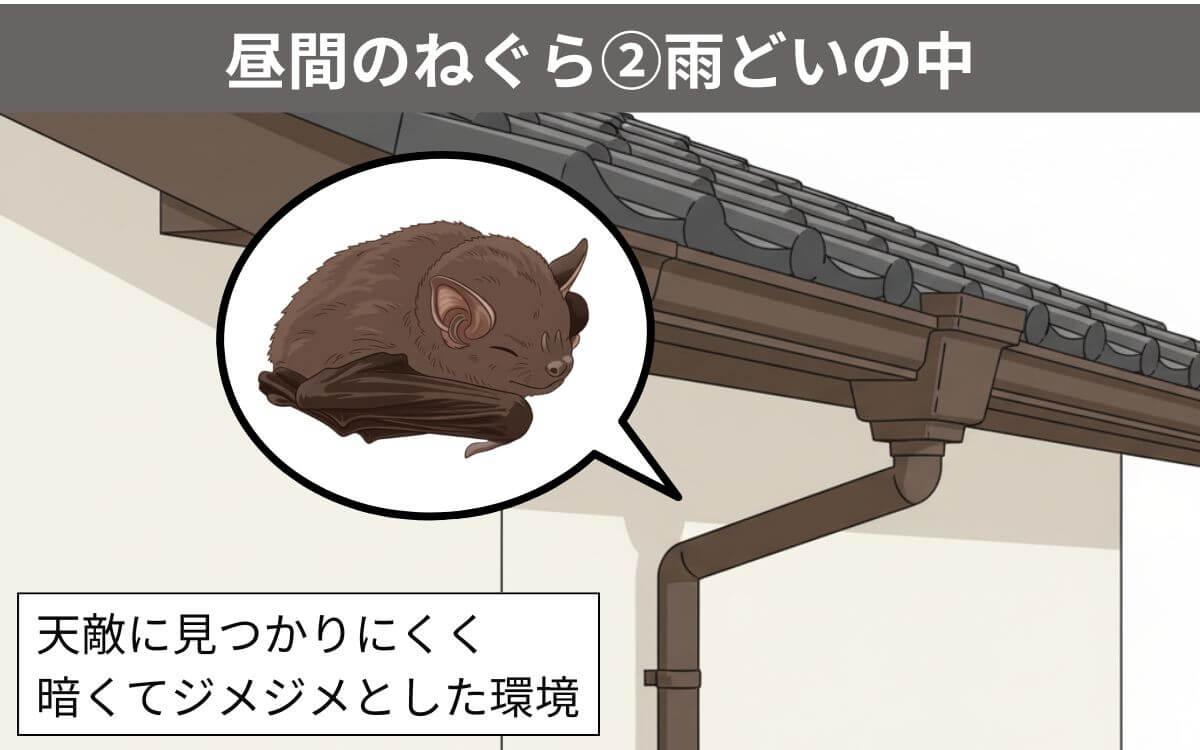 【昼間のねぐら②】雨どいの中
