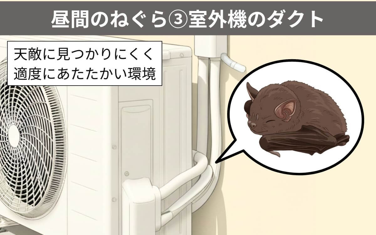 【昼間のねぐら③】室外機のダクト