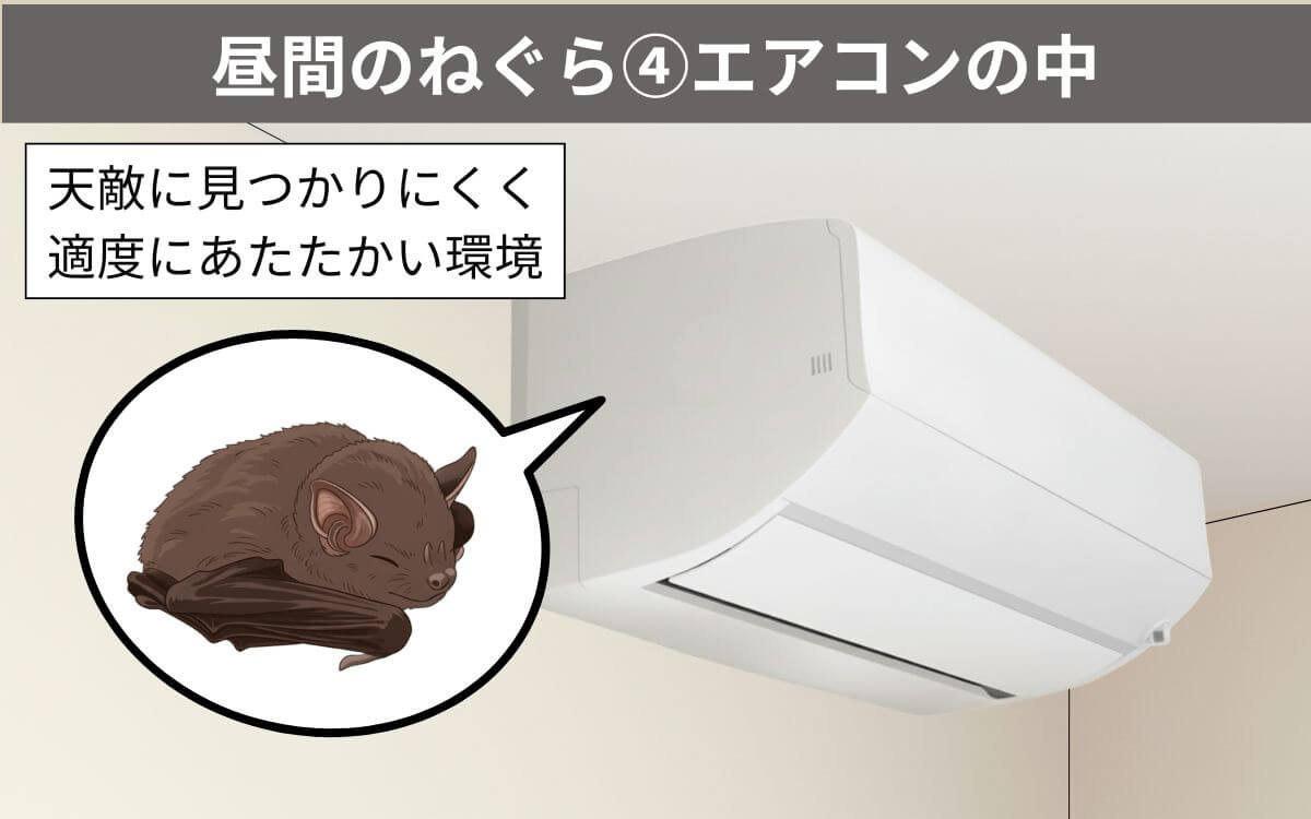 【昼間のねぐら④】エアコンの中